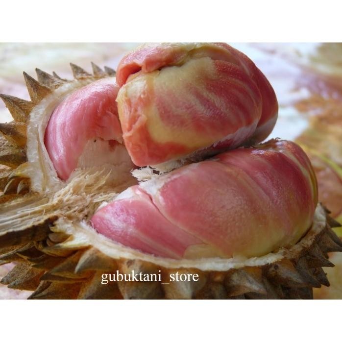 

Terlaris Bibit Tanaman Buah Durian Pelangi Hasil Okulasi Cepat Berbuah