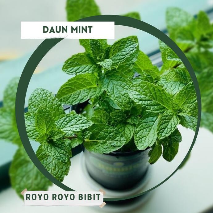 

Terlaris Bibit Daun Mint Tanaman Hidup Tanaman Unggul