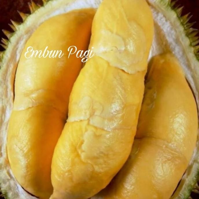 

Terlaris Terlaris Bibit Durian Bawor Jumbo Kaki 3 Terjamin Kevalitan Jenis Unggul Siap Kirim
