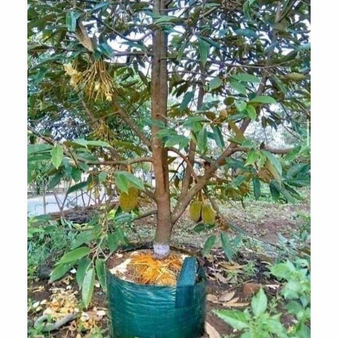 

Terlaris Bibit Durian Musangking Super Unggul Okulsi Batang Tua Cepat Buah
