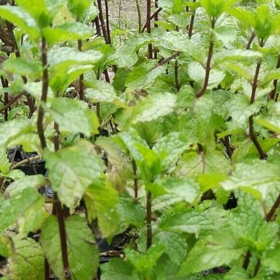 

Terlaris Bibit Daun Mint Jenis Mentha Spicata