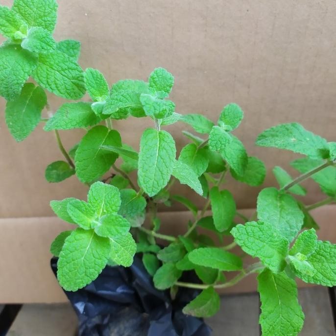 

Terlaris Bibit Tanaman Daun Apple Apel Mint Mentha Suaveolens Herbal Pohon Unik