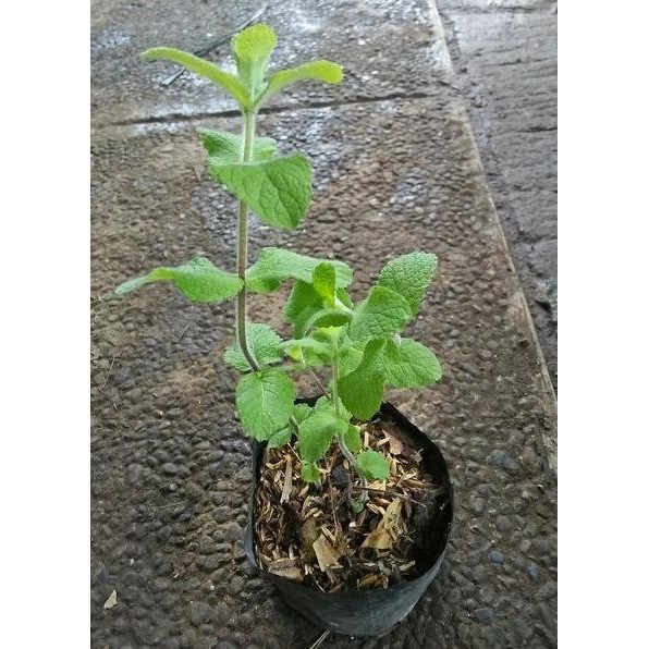 

Terlaris Bibit Tanaman Daun Apple Mint-Daun Apel Mint Bzhmdl 3129At