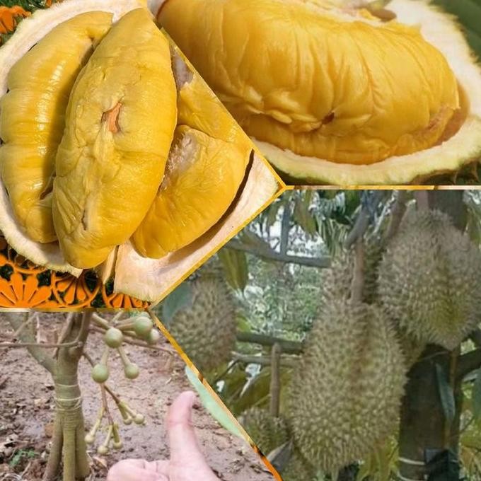 

Terlaris Benih (Bibit Durian Musangking Kk.3)