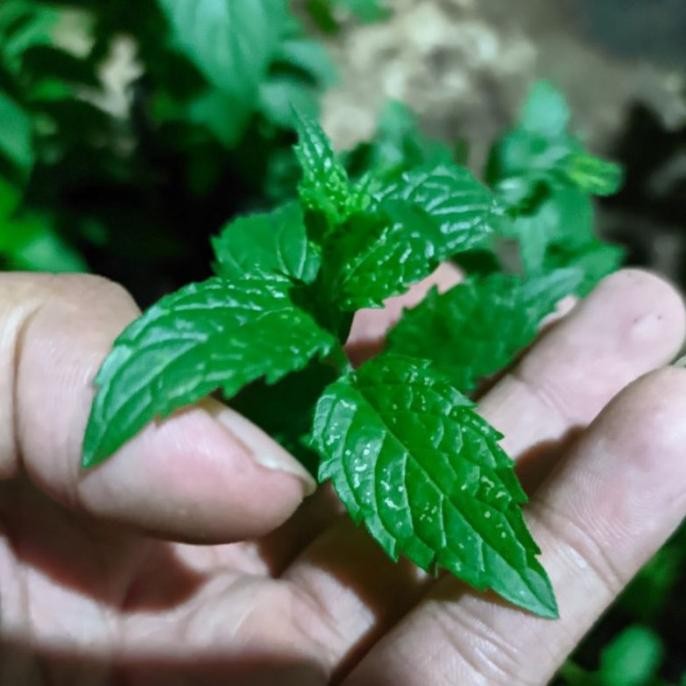 

Terlaris Daun Mint, Tanaman Arabik Mint, Bibit Daun Mint Jenis Ar Edmqqv 9387Ka