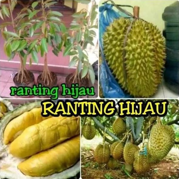 

Terlaris Bibit Durian Montong Kaki 10 Jumbo Cepat Berbuah