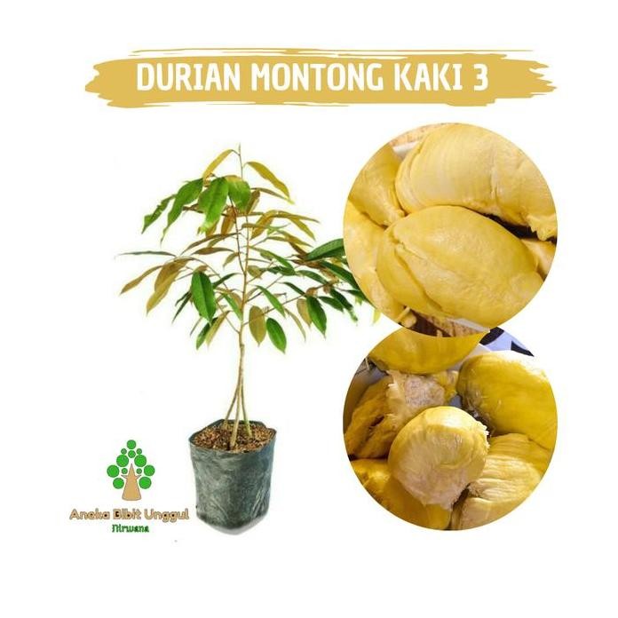 

Terlaris Bibit Durian Montong Kaki 3 Kaki Tiga Aneka Bibit Unggul