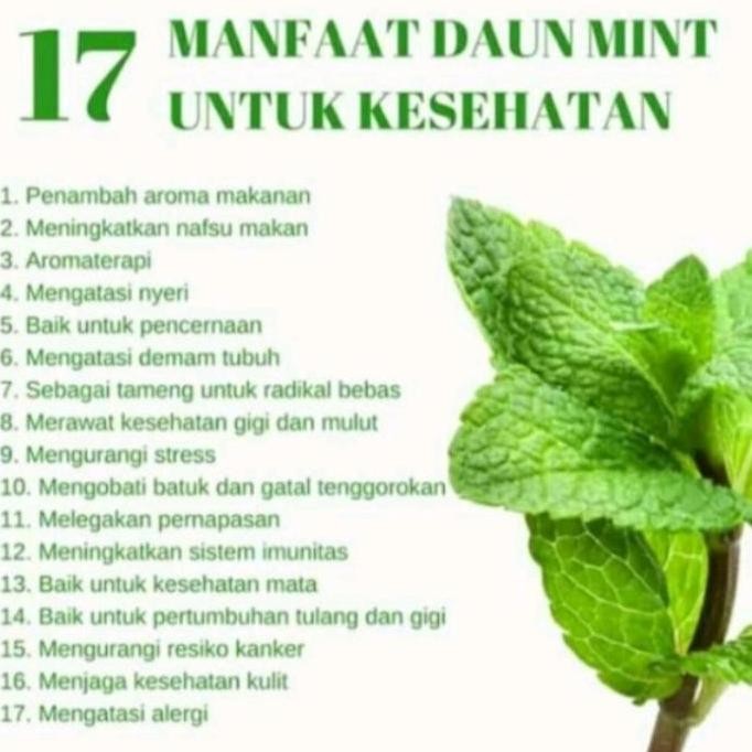 

Terlaris Jual Bibit Tanaman Mint Daun Mint Tanaman Pepermint Beli 5 Geratis 1