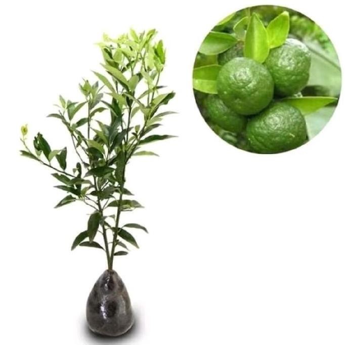 

Terlaris Bibit Tanaman Jeruk Nipis Siap Dipesan