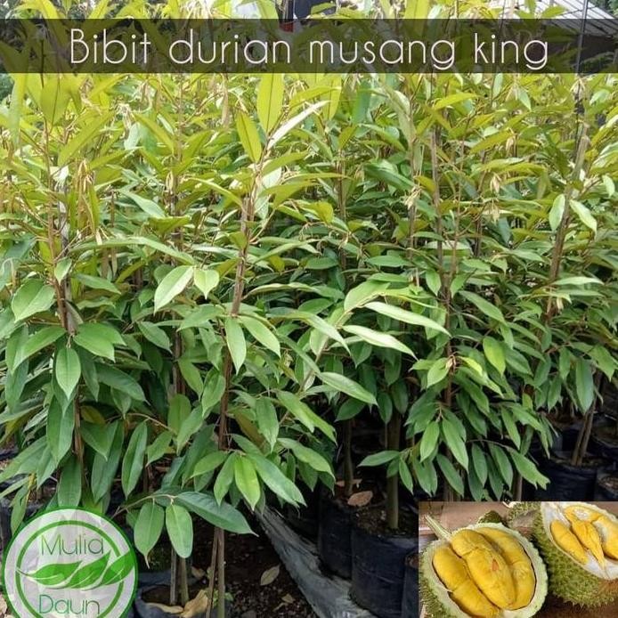 

Terlaris Bibit Tanaman Durian Musang King/Pohon Duren Musangking
