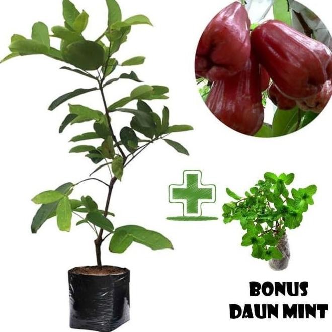 

Terlaris Tanaman Buah Jambu Air Citra Bonus Bibit Daun Mint Ax