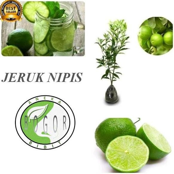 

Terlaris Bibit Pohon Tanaman Buah Jeruk Nipis