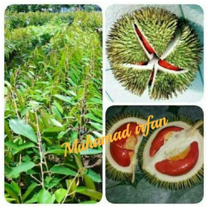 

Terlaris Bibit Durian Merah Banyuwangi
