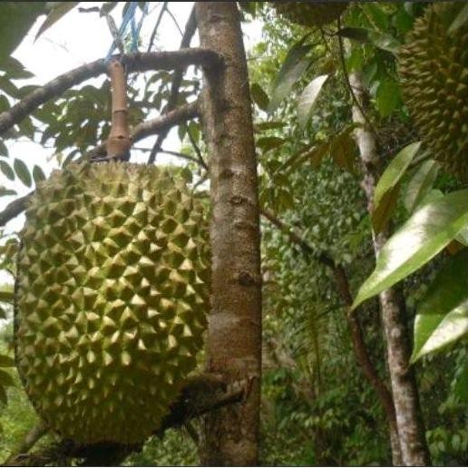 

Terlaris Bibit Durian Bawor Okulasi Siap Tanam
