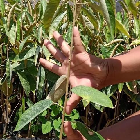 

Terlaris Bibit Tanaman Durian Seedling Asal Biji | Bahan Sambung Pucuk Okulasi