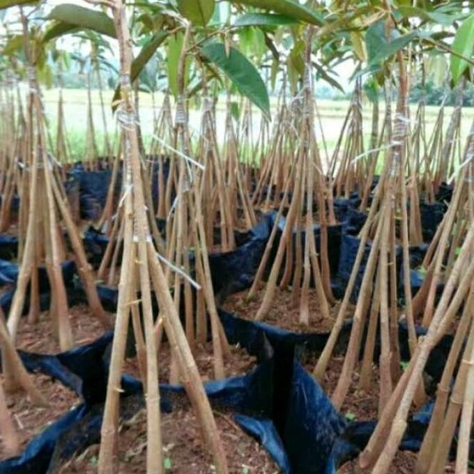 

Terlaris Bibit Durian Bawor Kaki 10 Siap Tanam