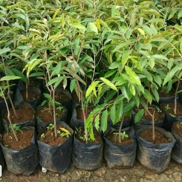 

Terlaris Bibit Durian Duri Hitam Unggul