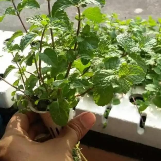 

Terlaris Bibit Tanaman Daun Mint