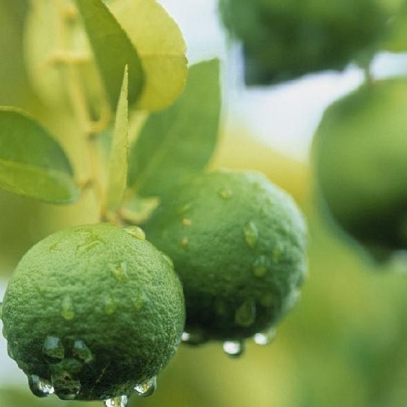 

Terlaris Benih Bibit Biji Buah Jeruk Nipis Super Bisa Cod