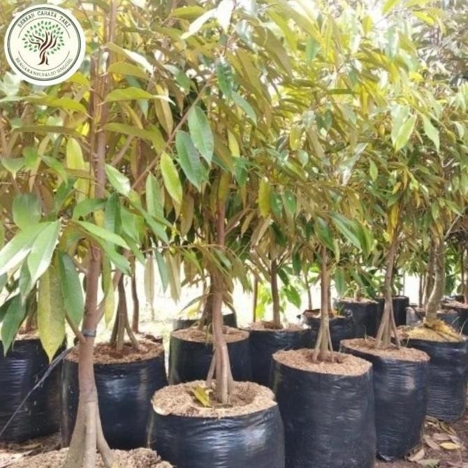 

Terlaris Bibit Tanaman Buah Durian Musangking Kaki 3 1 Meter , Pohon Durian