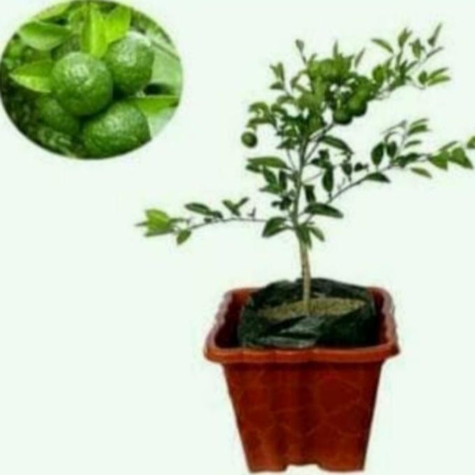 

Terlaris Bibit Pohon Jeruk Nipis Super