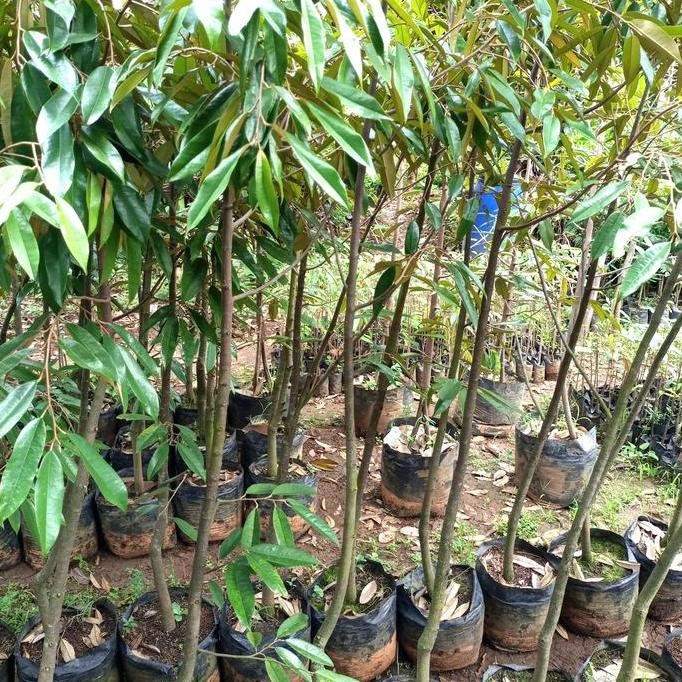 

Terlaris Bibit Durian Musangking Kaki Tunggal