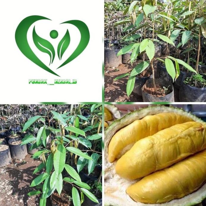

Terlaris Bibit Tanaman Durian Montong Pohon Durian