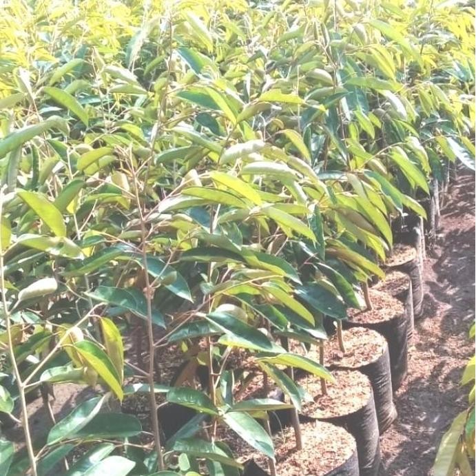 

Terlaris Bibit Pohon Durian Super Tembaga