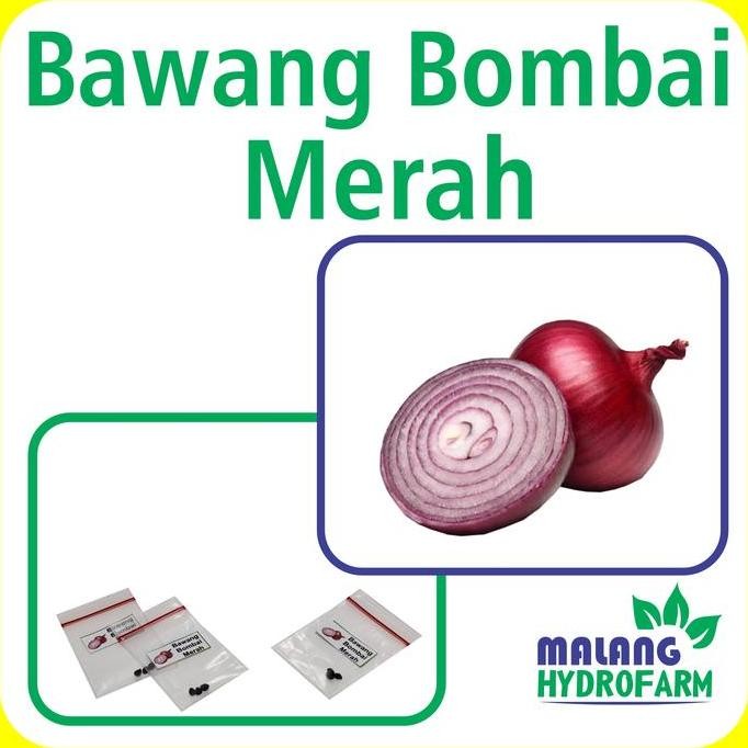 

Terlaris Benih Bawang Bombai Merah Unggul Berkualitas Biji Bibit Bombay