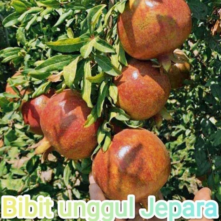 BIBIT BUAH DELIMA SUDAH BERBUAH