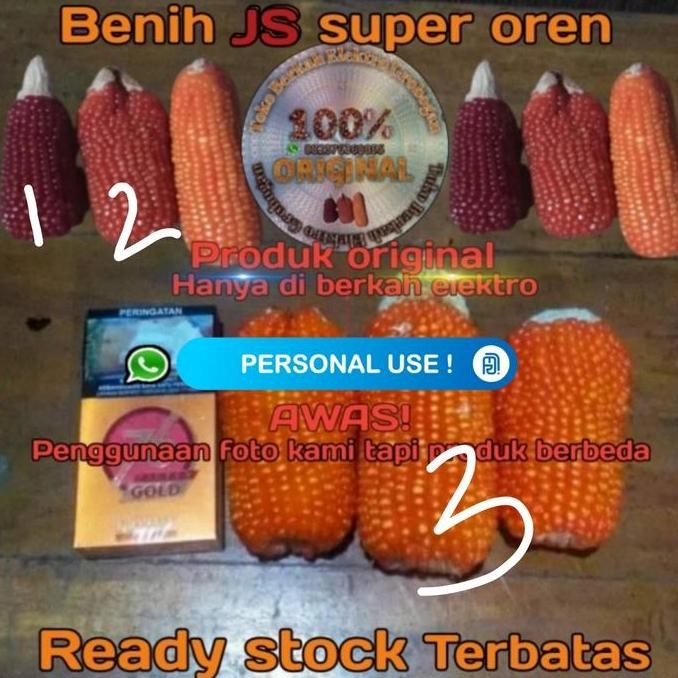 || BANANA / Benih jagung kristal Merah manggis ||~~~