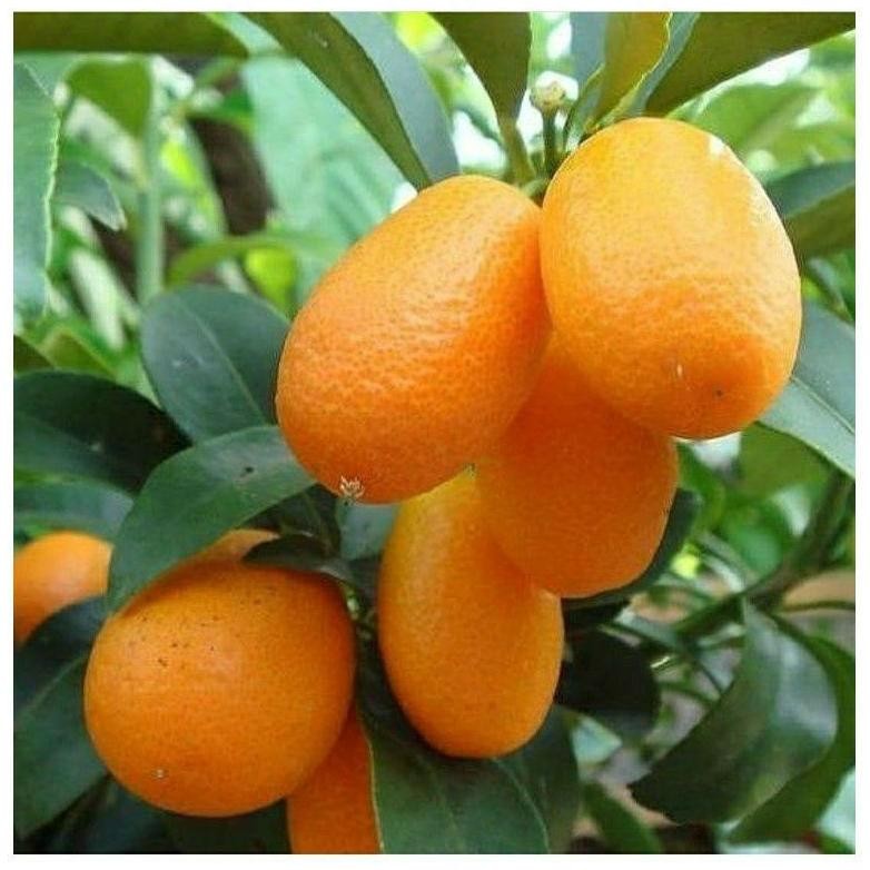 Bibit Tanaman Buah Jeruk Nagami-Bibit Buah Jeruk Nagami Hasil Sambung siap Berbuah