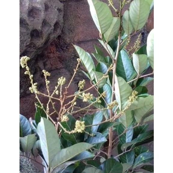 Tanaman Bibit Buah Rambutan Binjai Sudah Berbuah