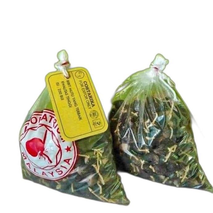 || BANANA / benih kecambah sawit costarika malaysia ||~~~