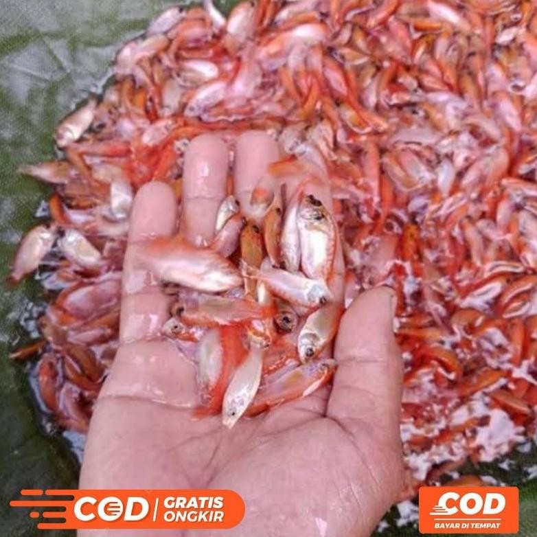 Bibit Ikan Nila Merah Murah Isi 100 ekor