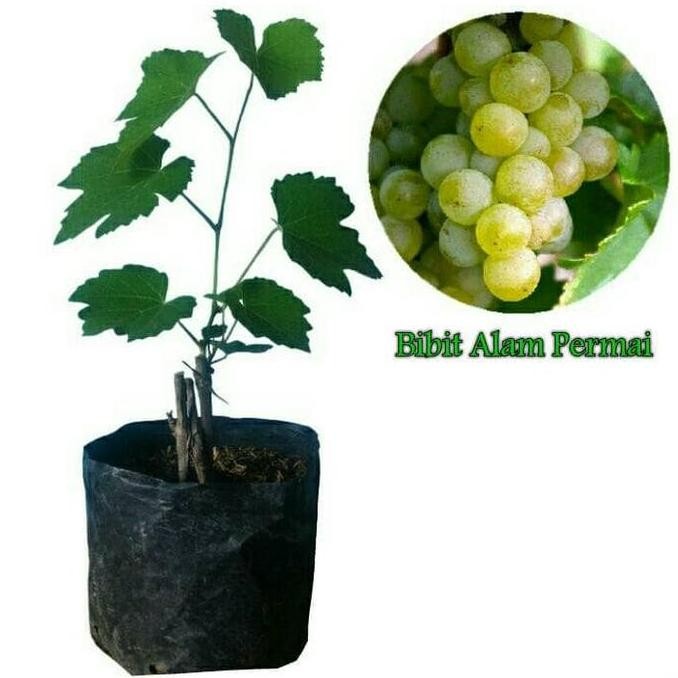 

Bibit Tanaman Buah Anggur Hijau FRESS