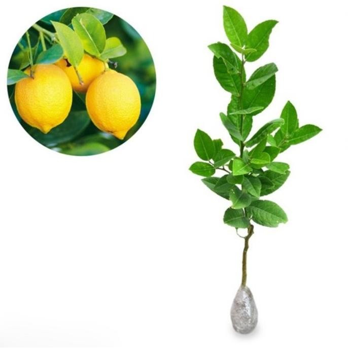 

Bibit Tanaman Buah Jeruk Lemon Jumbo berbuah AZO FRESS