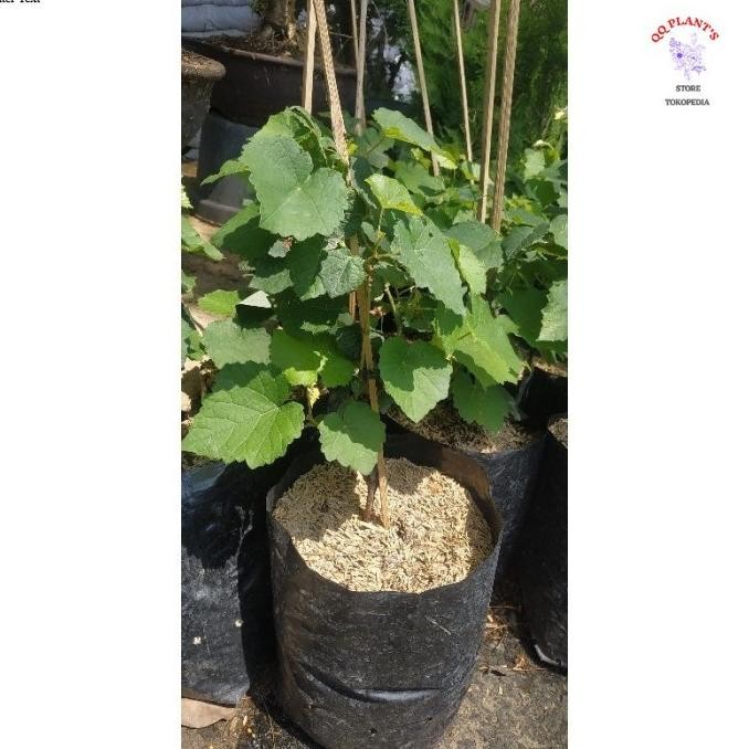 

Bibit Buah Anggur Hijau Import / Tanaman Hias Anggur FRESS