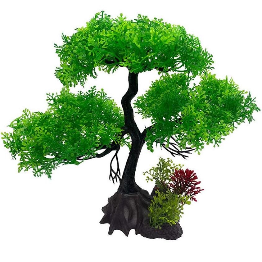 Premium Bonsai  Aquascape Sudah Terpasang Moss Weeping High Quality