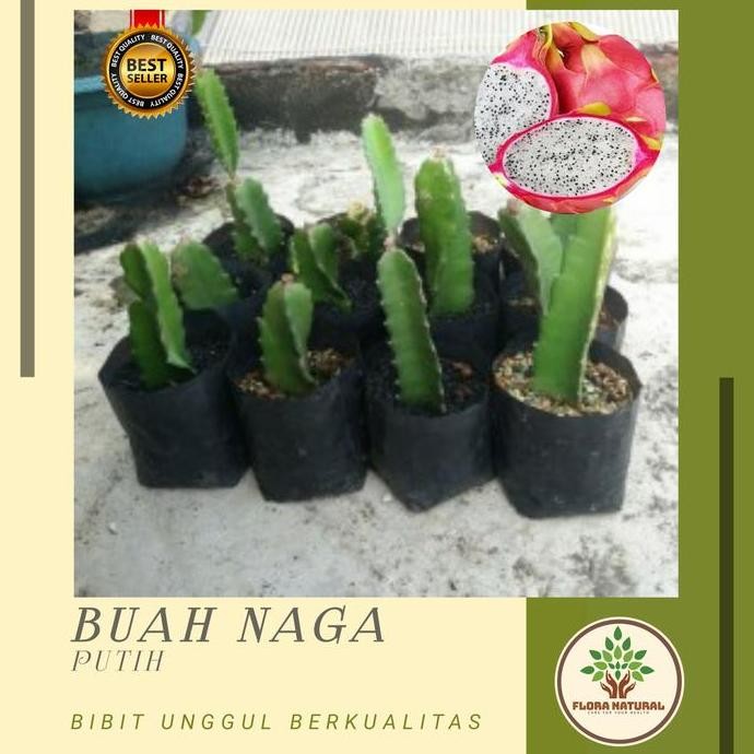 Bibit tanaman buah naga putih Pohon buah naga putih FRESS