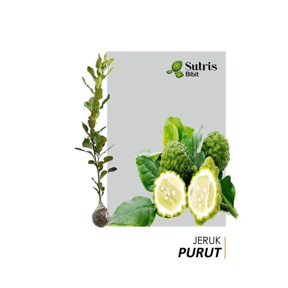 

Bibit Tanaman Buah Jeruk Purut FRESS