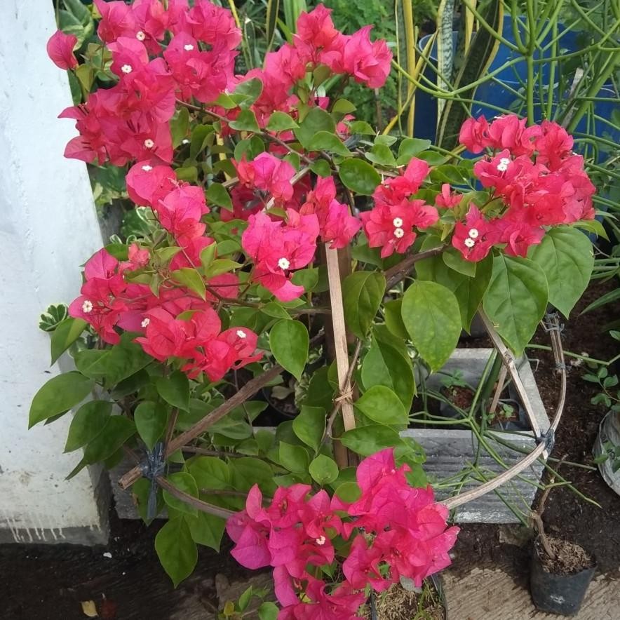 NEW Tanaman Bougenville rimbun/ Bougenville bunga tumpuk