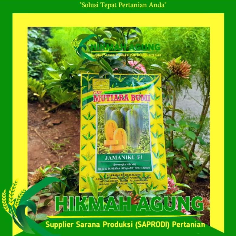 

NEW!!! Semangka Jamaniku F1 Mutiara Bumi @ 20 Gram