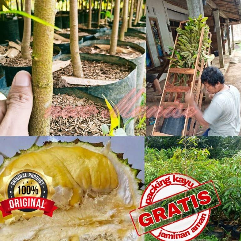NEW Bibit Durian Bawor Superan (GRATIS PACKING KAYU)
