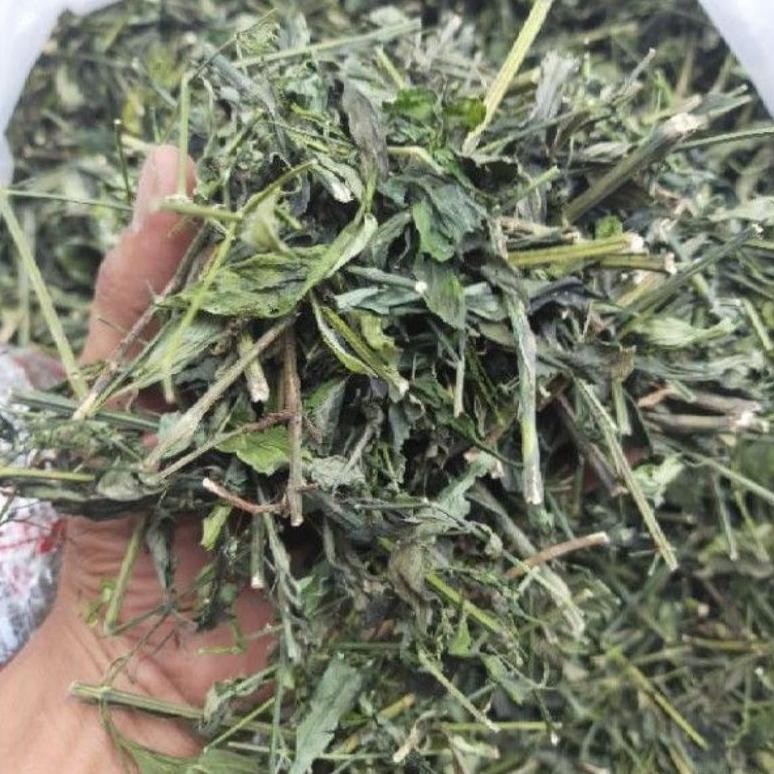 

sambiloto sambiroto cacah kering hijau 50 gram