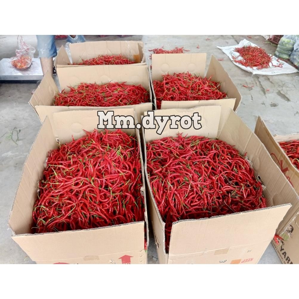 

Elegan [ Jatim Saja ] Cabe Merah Keriting 1Kg / Cabe Keriting Merah 1Kilo / Cabai Keriting 1Kg Fresh Segar Panen Langsung Dari Petani