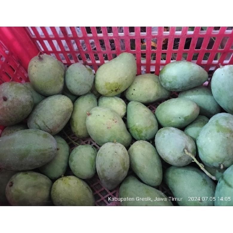 

Keuntungan Mangga Gadung/Harum Manis Kondisi Muda Mentah / Fresh 1Kg Isi 2-3- 4 Bisa Request
