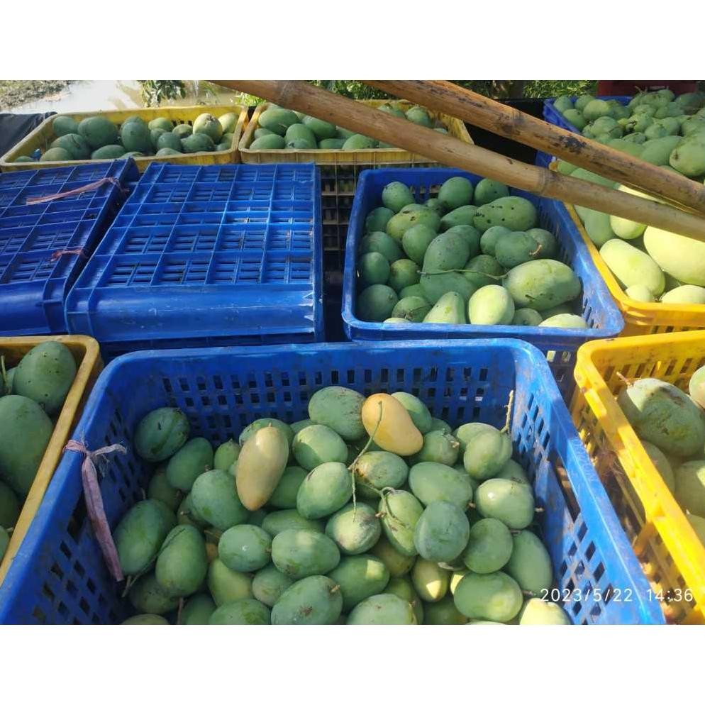 

Simplicity Mangga Madu Klanceng/ Madu Krompol 1G Isi 4-5-6