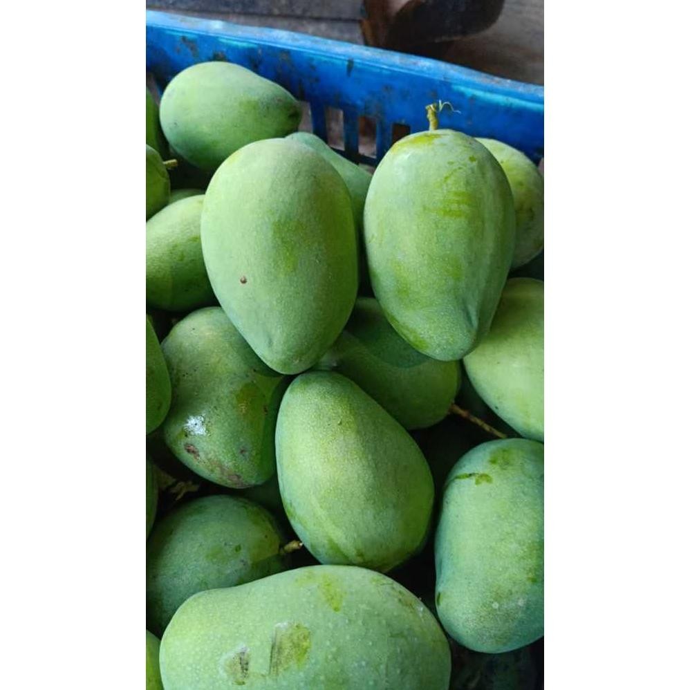 

Elegan Mangga Kweni Kueni Beku / Frozen Kemasan 500Gr
