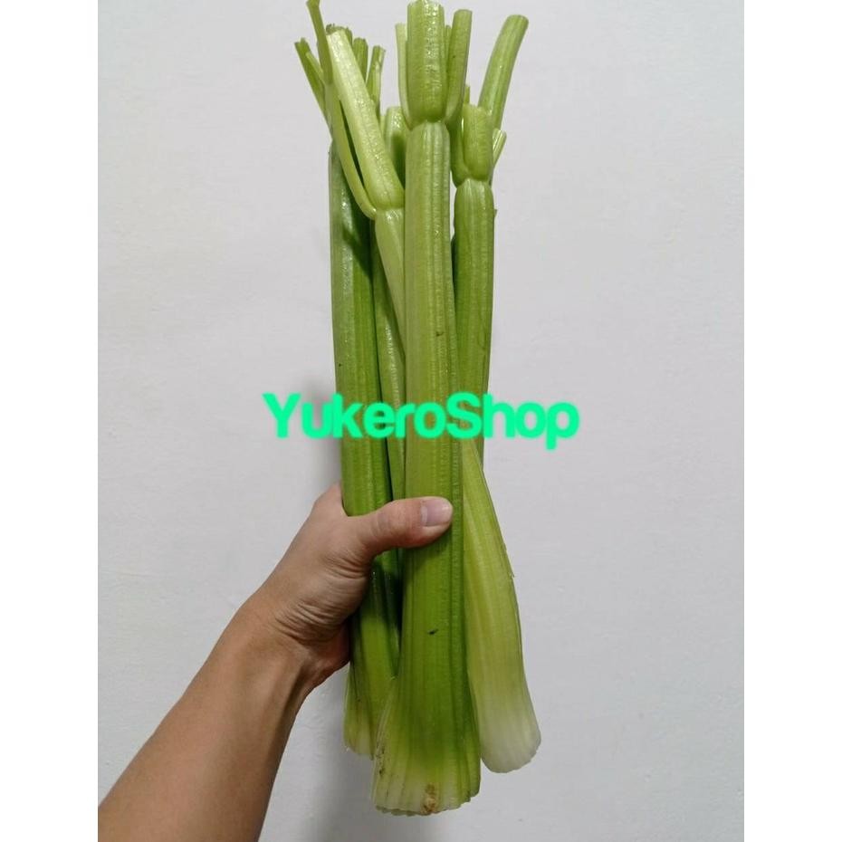 

Buktikan Celery Stick Import / Seledri Impor Fresh Per Kg